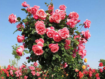 玫瑰海棠的栽培技术要点