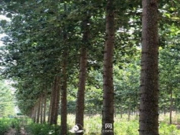河南周口：培育出不飞絮的杨树新品种