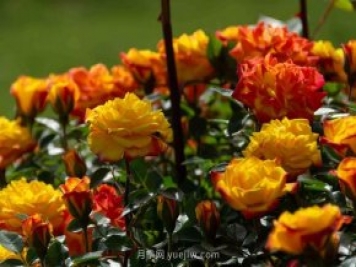 安阳市滑县森林公园月季花开放，赏花打卡正当时