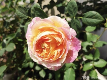 100种玫瑰花的名字，来了解下不同颜色的品种月季