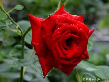 2023年情人节十大玫瑰品种销量榜，卡罗拉位居首位