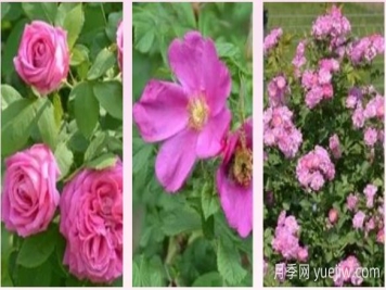 轻松区分月季、玫瑰和蔷薇ROSE三姐妹，不再迷茫于爱情花海