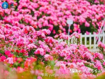 2024年第二届杭州市月季花展举办，赏500万株月季
