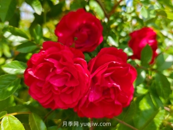 月季红木香爆花机器，花艳丽花量大花期长