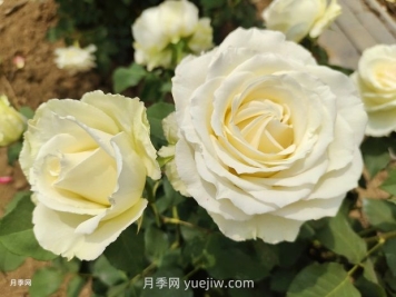 十一朵白玫瑰的花语和寓意