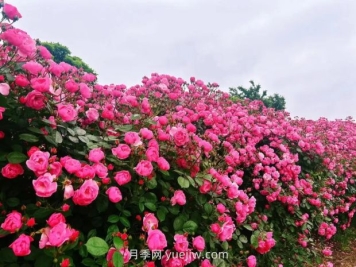 上海放鹤谷无门票，30万朵200多种月季开成了花海