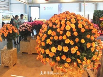 2020年云南“10大名花”千万元奖励，多个月季种苗获奖